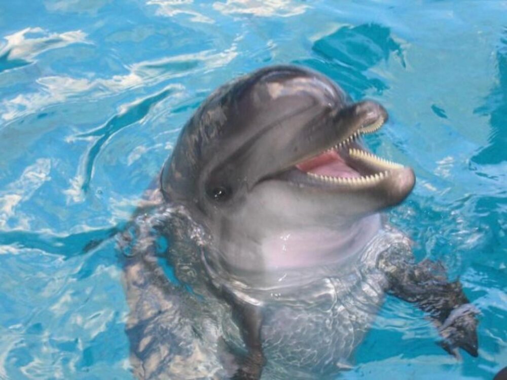 741 8 1
