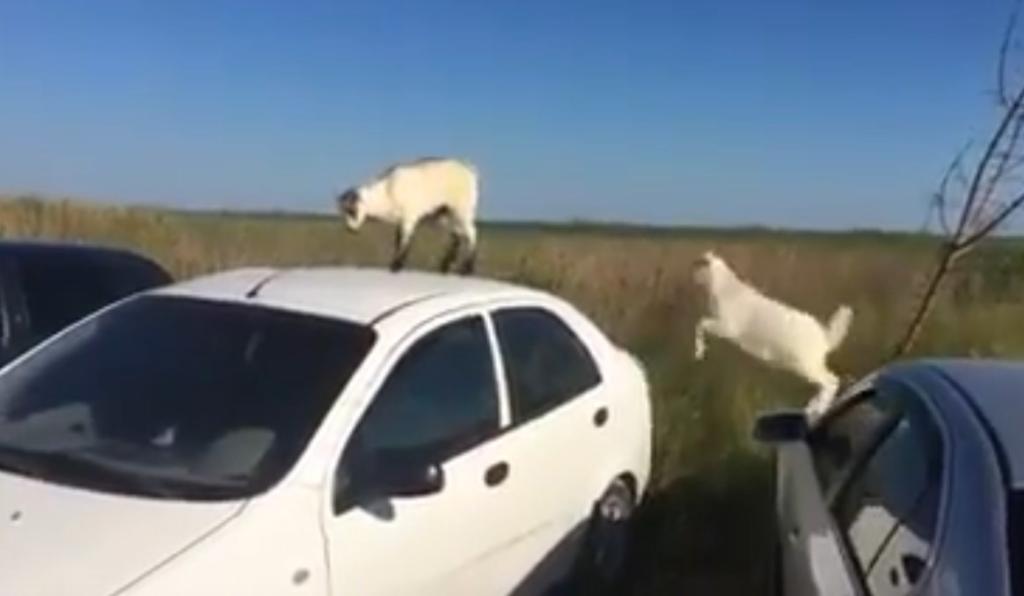 В Бердянске козлики танцевали на крышах авто отдыхающих, - Видео