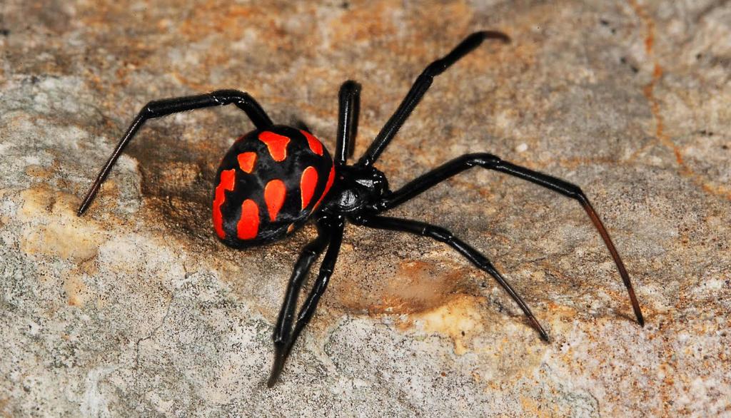 Каракурты наступают: В Запорожье увеличивается численность одних из самых ядовитых пауков