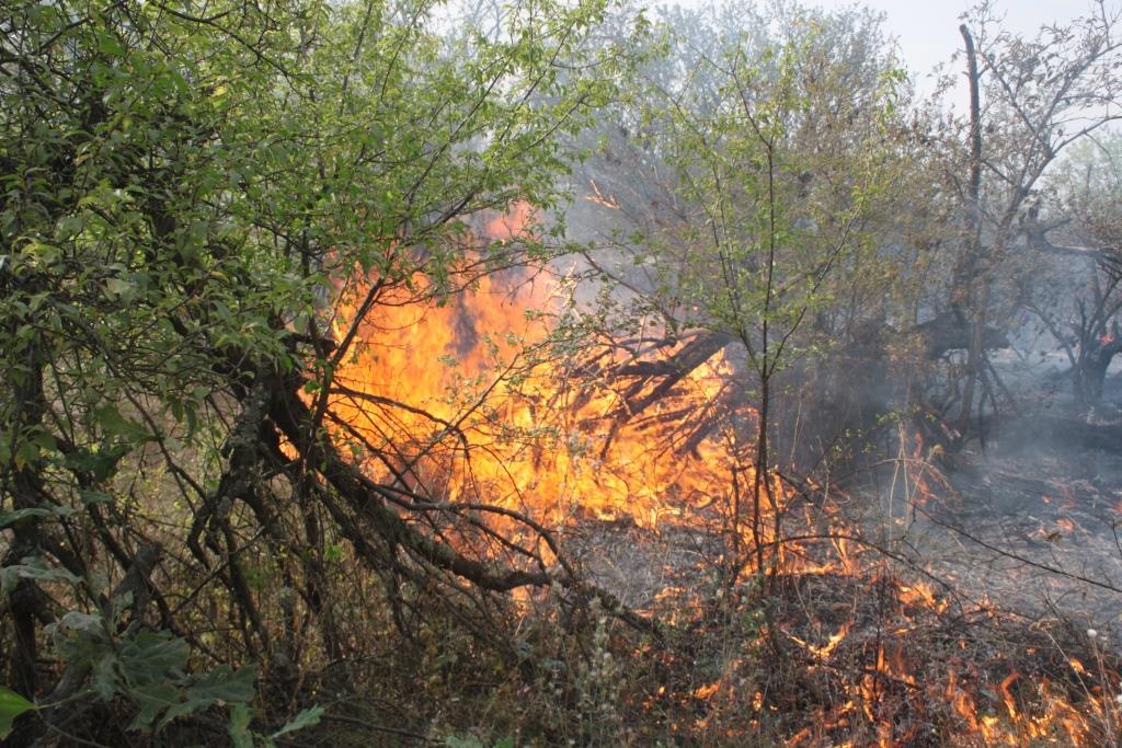 В Запорожской области произошел <i>масштабный пожар</i>