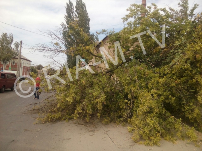 В Запорожской <i>области дерево оборвало </i>провода и упало на авто