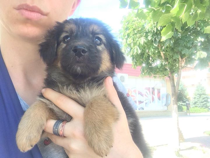 Срочно! <i>Щенок по кличке Лика</i> нуждается в вашей помощи