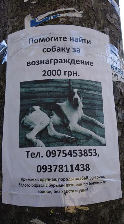 Внимание! <i>Пропала собака,</i> нашедшему вознаграждение!