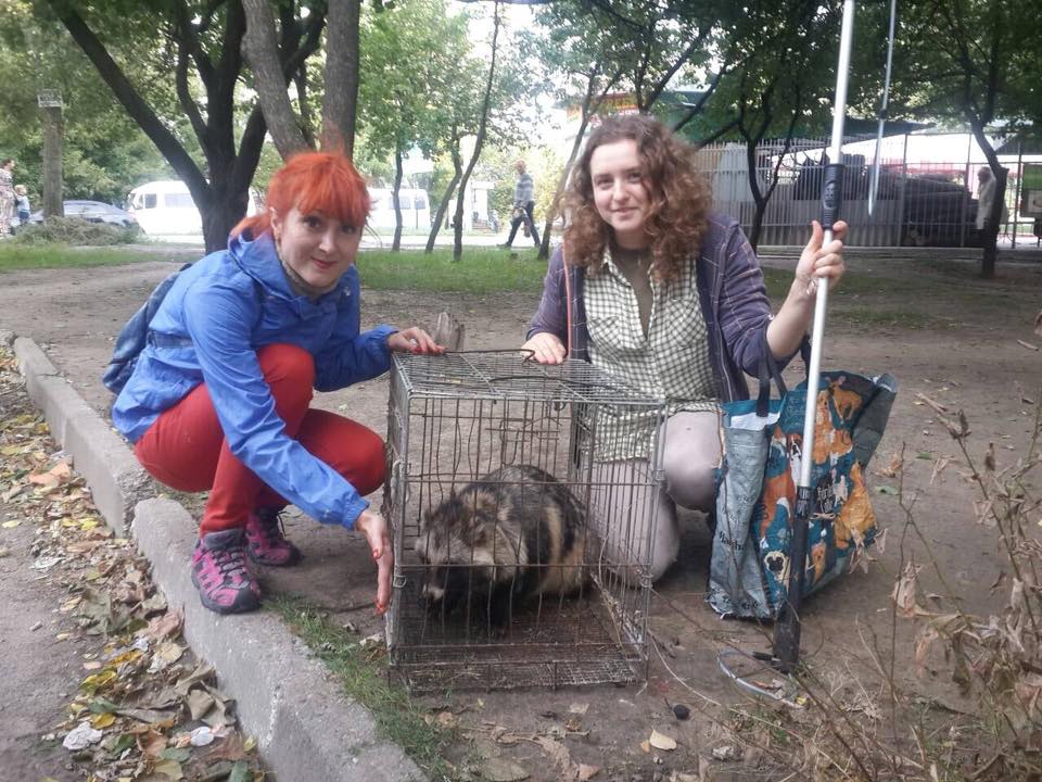 В Запорожье спасли <i>енота</i> застрявшего в ливневке, - ФОТО