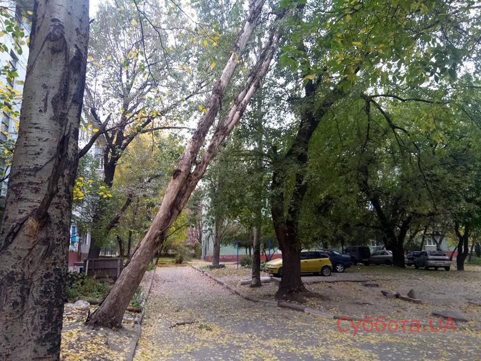 Запорожцам угрожает <i>аварийное дерево</i>, - ФОТО 