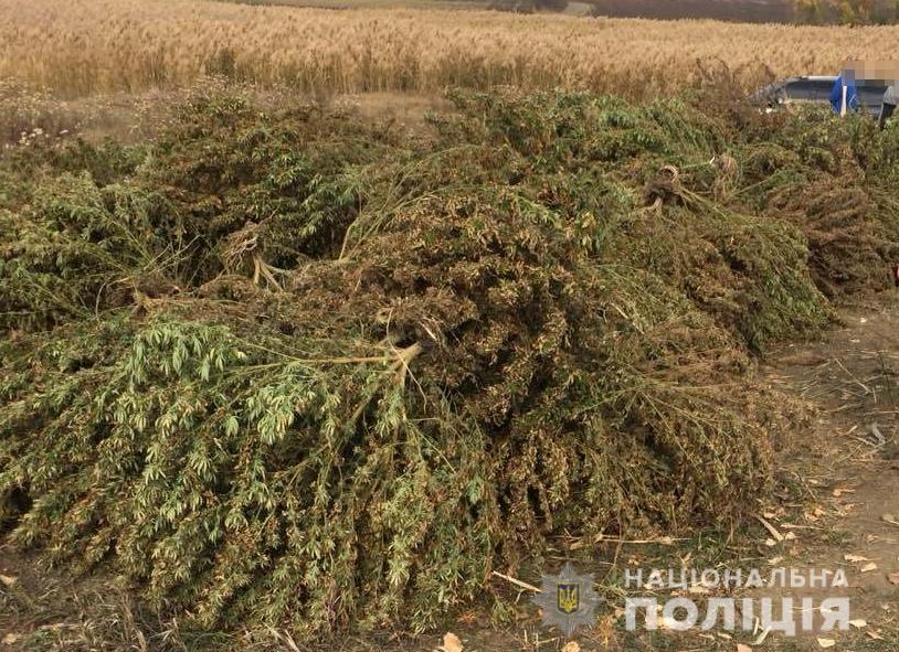 В Запорожской области <i>ликвидировали</i> более 1,5 тонн <i>конопли</i>