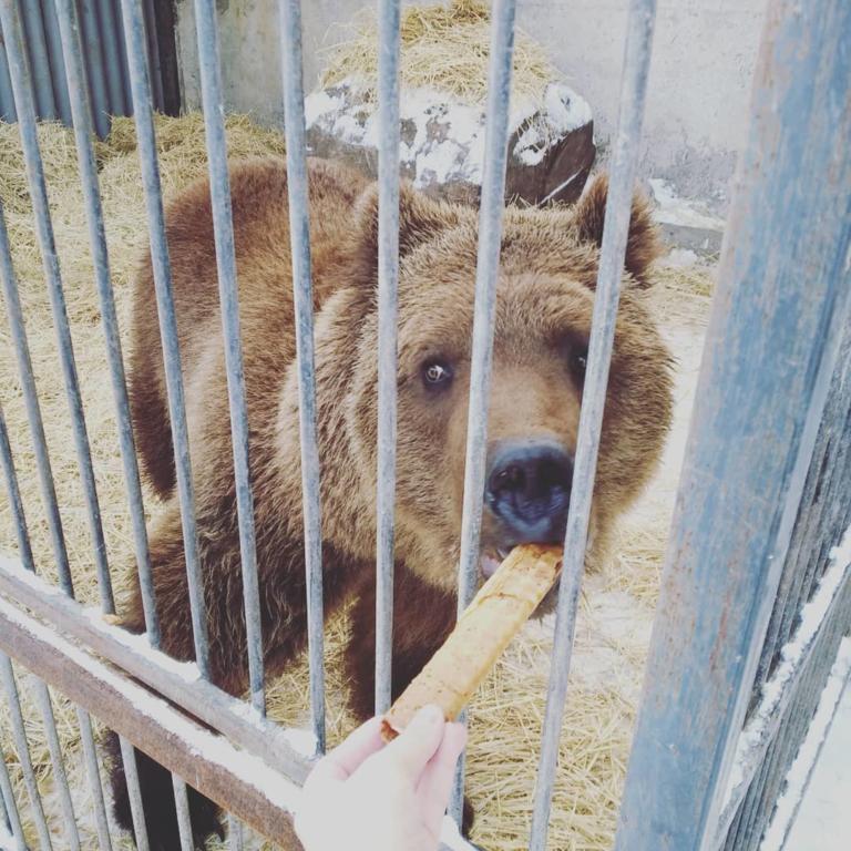 Замученных <i>животных из Донетчины</i> перевозят в Васильевский <i>реабилитационный центр</i>, – ФОТО