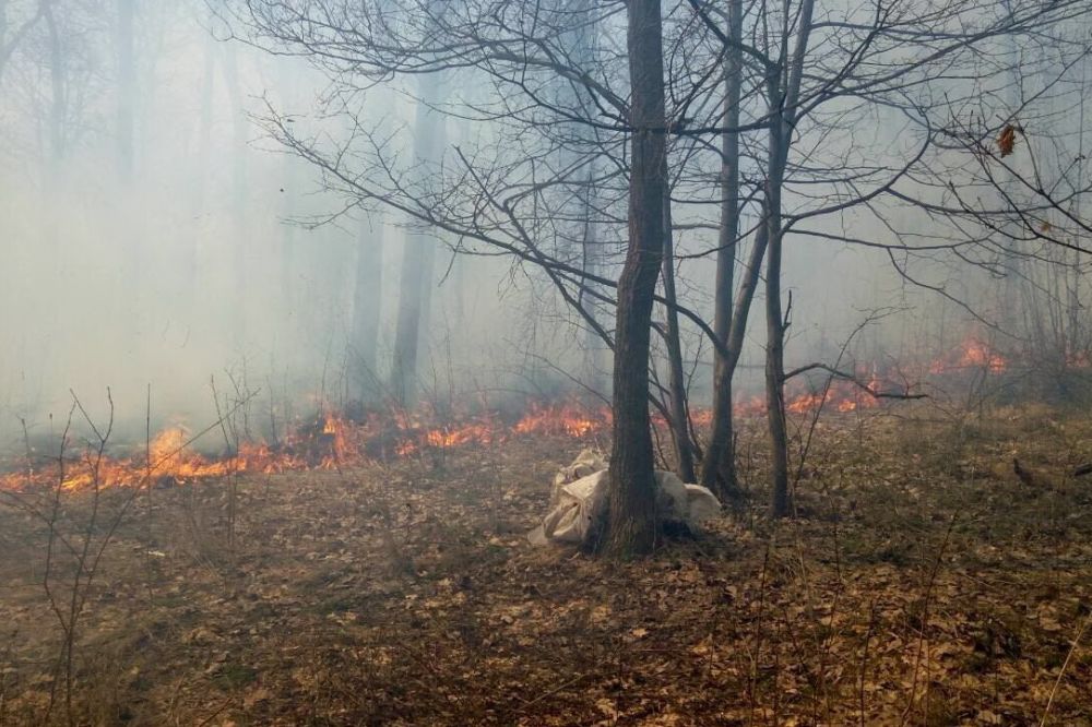 Запорожские спасатели ликвидировали <i>13 пожаров в экосистемах</i>