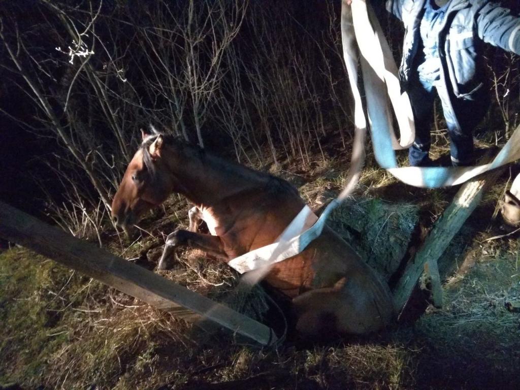 В Запорожской области спасли <i>коня упавшего в колодец</i>, - ФОТО