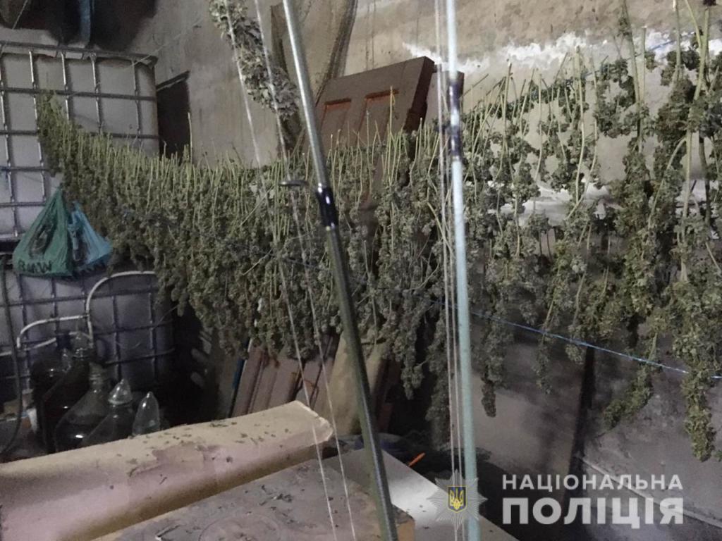 В Запорожской области<i> массово</i> уничтожают <i>наркоплантации</i>