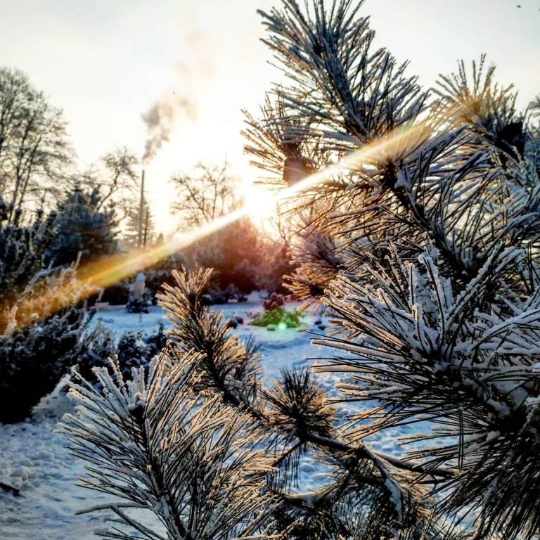 В Запорожье <i>показали</i> зимние фотографии <i>ботанического сада </i>