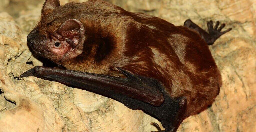 рыжая вечерница