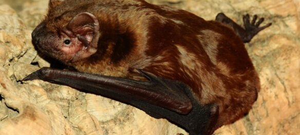 рыжая вечерница