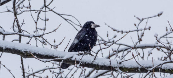 зимний март