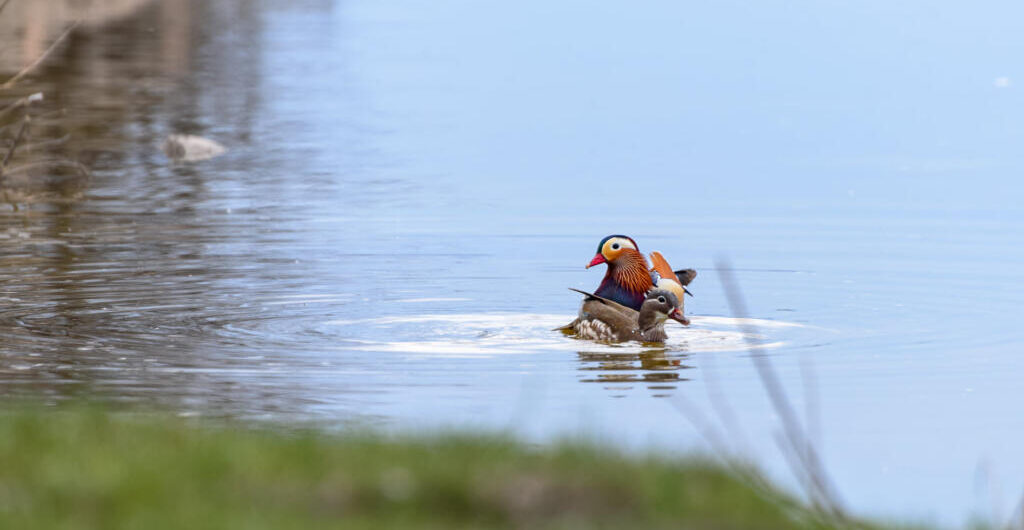 мандаринка