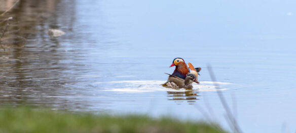 мандаринка