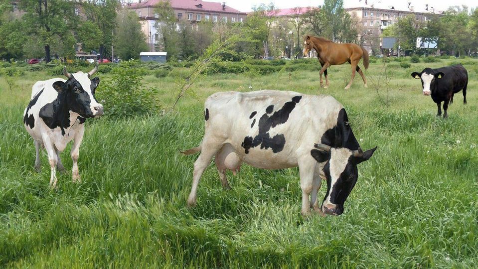 пастбище