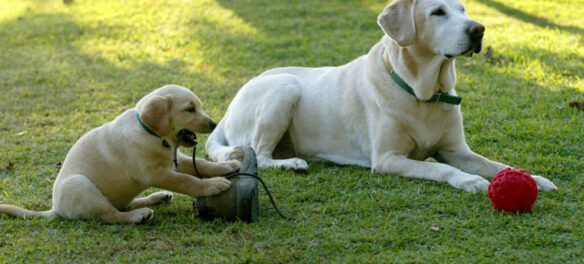 место выгула домашних животных