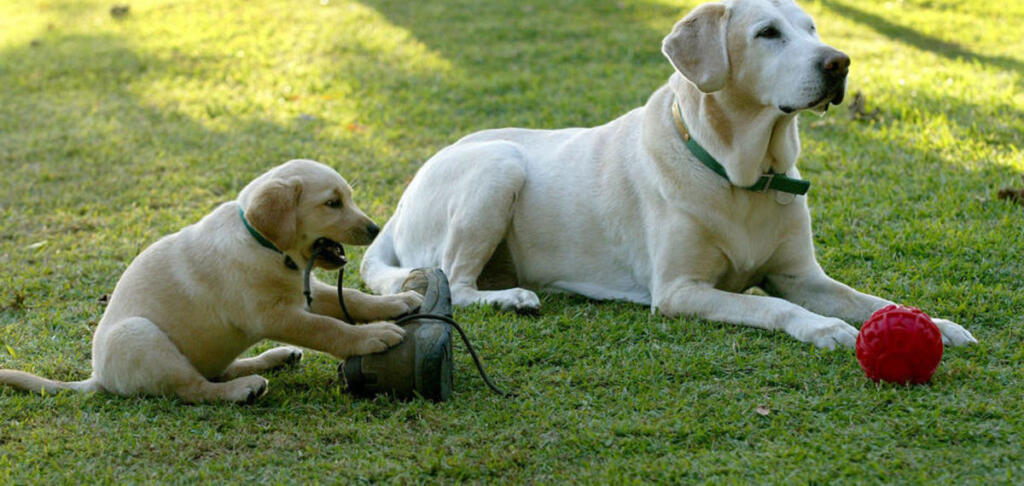 место выгула домашних животных