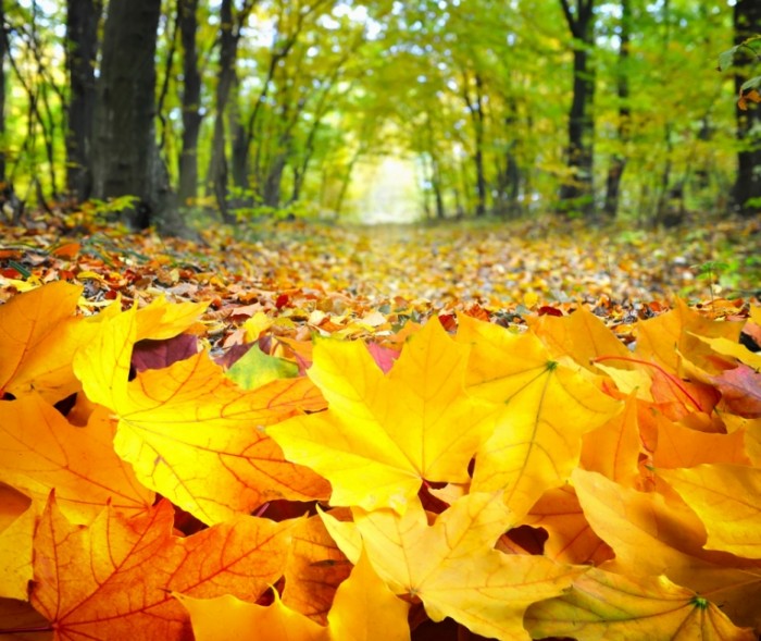 shutterstock 219493975 700x589 1