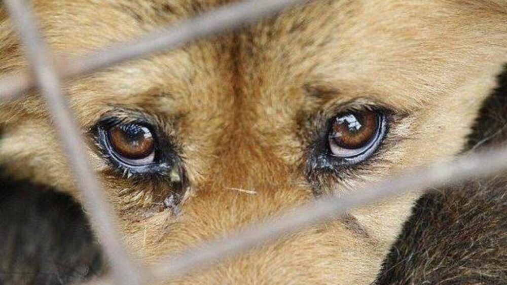<i>Избивали и кормили голодом:</i> жители Запорожья издевались над своими четырьмя собаками