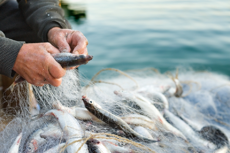fish in nets