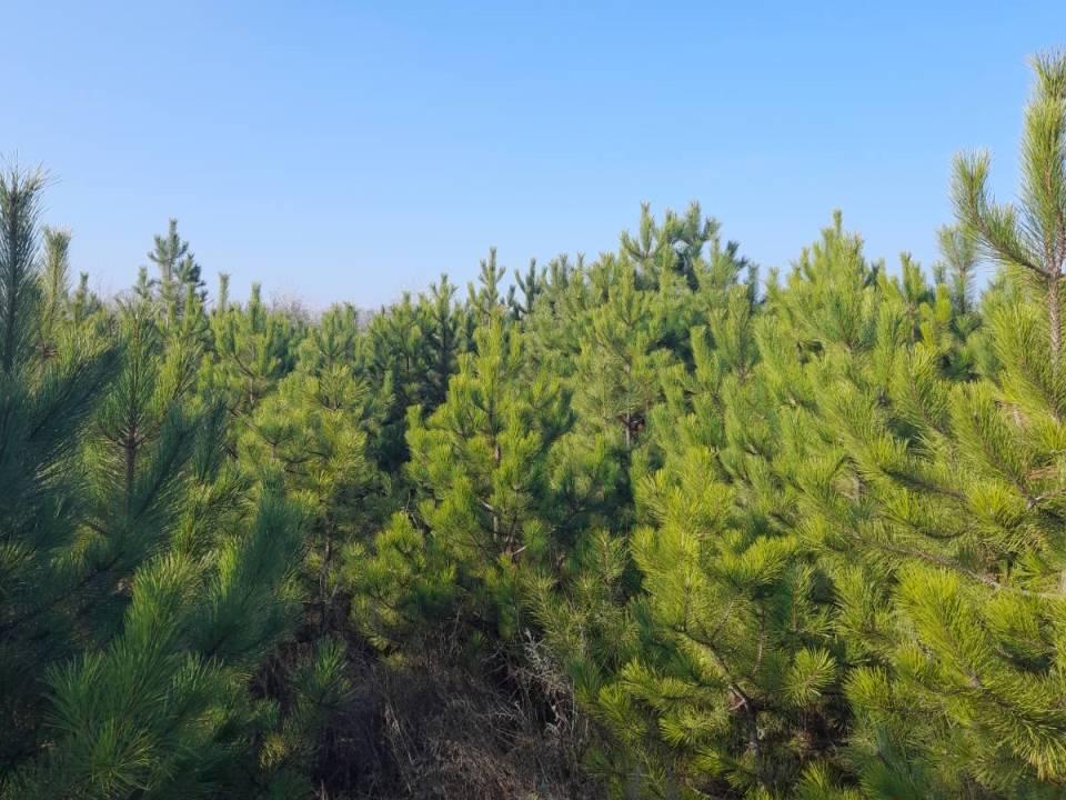 Запорожцы могут купить новогоднюю елку прямо в лесничестве